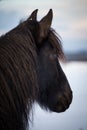 Friesian horse