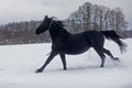 Female Friesian horse runs through the pasture at the beginning of the snowfall Royalty Free Stock Photo