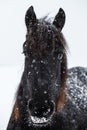 Friesian horse and snowfall Royalty Free Stock Photo