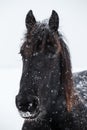 Friesian horse and snowfall Royalty Free Stock Photo