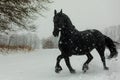 Female Friesian horse in very heavy snowfall Royalty Free Stock Photo