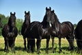 Friesian Horses