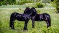 Friesian horses friendship in a pasture