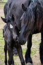 Friesian mare horse and foal on the meadow Royalty Free Stock Photo