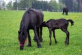 Friesian mare horse and foal on the meadow Royalty Free Stock Photo