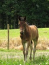 Friesian Sport Horse Foal