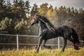 Beautiful Black Horse. The Friesian Stallion Gallops On The Autumn Meadow