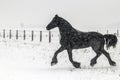 The horse gallops in the snow Royalty Free Stock Photo