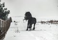 The horse gallops in the snow