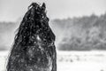 The horse gallops in the snow