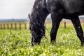 Friesian stallion gallops