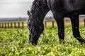 Friesian stallion gallops