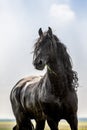 Friesian stallion gallops Royalty Free Stock Photo