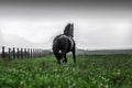 Friesian stallion gallops