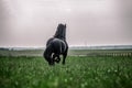 Friesian stallion gallops