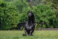 Friesian stallion gallops