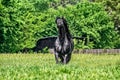 Friesian stallion gallops