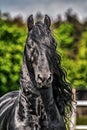 Friesian stallion gallops