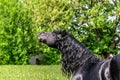 Friesian stallion gallops