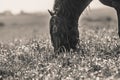 Friesian stallion gallops