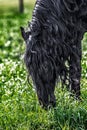 Friesian stallion gallops