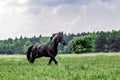 Friesian stallion gallops