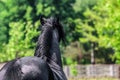 Friesian stallion gallops