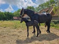 Friesian thoroughbred horse with foal in the meadow in Friesland the Netherlands Royalty Free Stock Photo