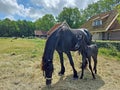 Friesian thoroughbred horse with foal in the meadow in Friesland the Netherlands Royalty Free Stock Photo