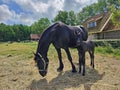 Friesian thoroughbred horse with foal in the meadow in Friesland the Netherlands Royalty Free Stock Photo