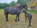 Friesian thoroughbred horse with foal in the meadow in Friesland the Netherlands Royalty Free Stock Photo