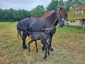 Friesian thoroughbred horse with foal in the meadow in Friesland the Netherlands Royalty Free Stock Photo