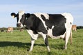 Friesland Cow Royalty Free Stock Photo