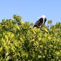 Frigate baby bird in Contoy island mangrove Royalty Free Stock Photo