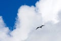 Frigate Bird