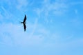 Frigate Bird