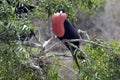 Frigate Bird