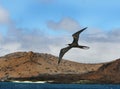 Frigate Bird Royalty Free Stock Photo