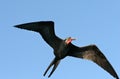 Frigate Bird Royalty Free Stock Photo