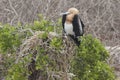 Frigate-bird Royalty Free Stock Photo