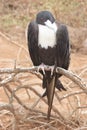Frigate-bird Royalty Free Stock Photo
