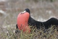 Frigate-bird Royalty Free Stock Photo