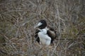 Frigate bird baby from Galapagos Royalty Free Stock Photo