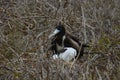 Frigate bird baby and mother from Galapagos Royalty Free Stock Photo