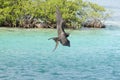 Frigate bird, Caye Caulker, Belize