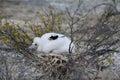 Frigatebird chick Royalty Free Stock Photo