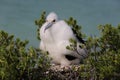 Frigatebird chick Royalty Free Stock Photo