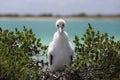 Frigatebird chick Royalty Free Stock Photo