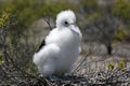 Frigatebird chick Royalty Free Stock Photo