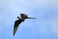 Frigate bird